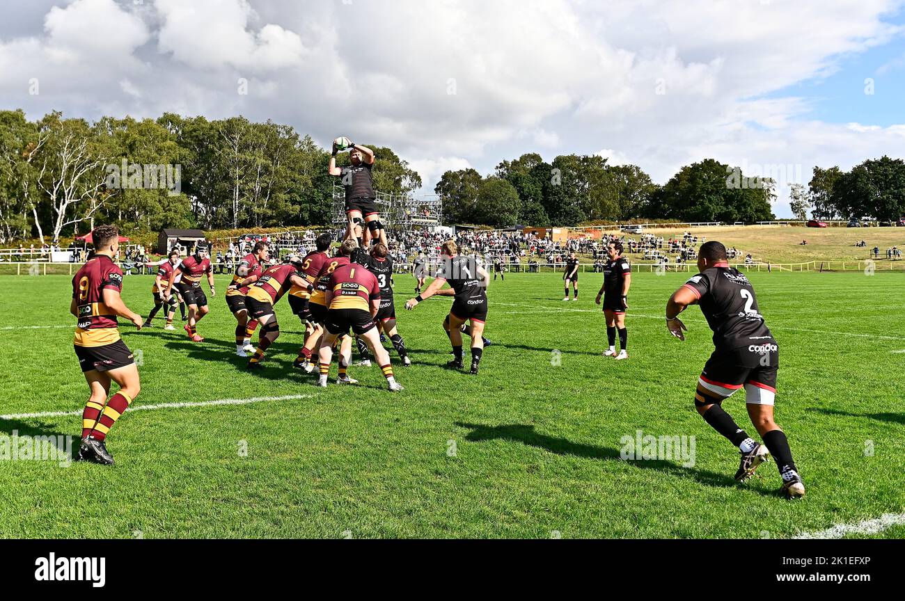 Bedford. United Kingdom. 10 September 2022. Championship Rugby. Ampthill Rugby V Jersey Reds . Ampthill rugby club. Bedford. Antonio ‘TJ’ Harris (Jersey, 2) throws in at the lineout during the Ampthill Rugby V Jersey Reds Championship rugby match. Stock Photo