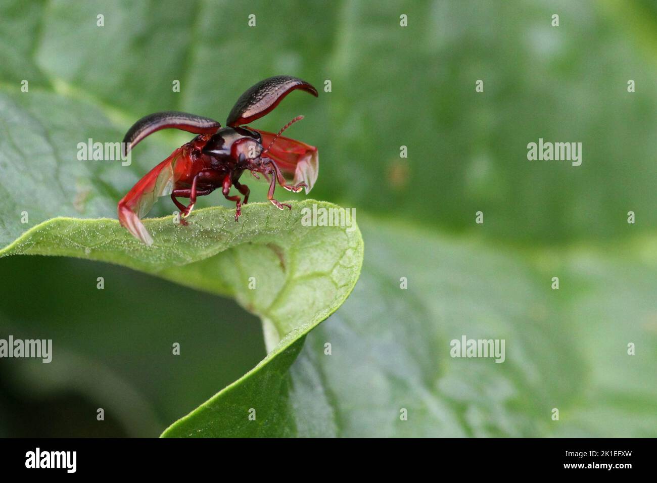 Beetle aboit to fly off from leave edge Stock Photo