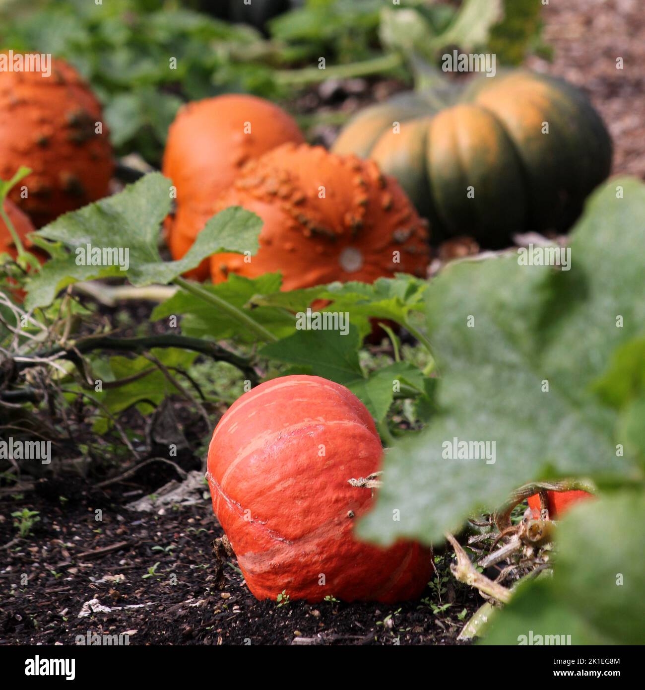 Pumpkin Stock Photo