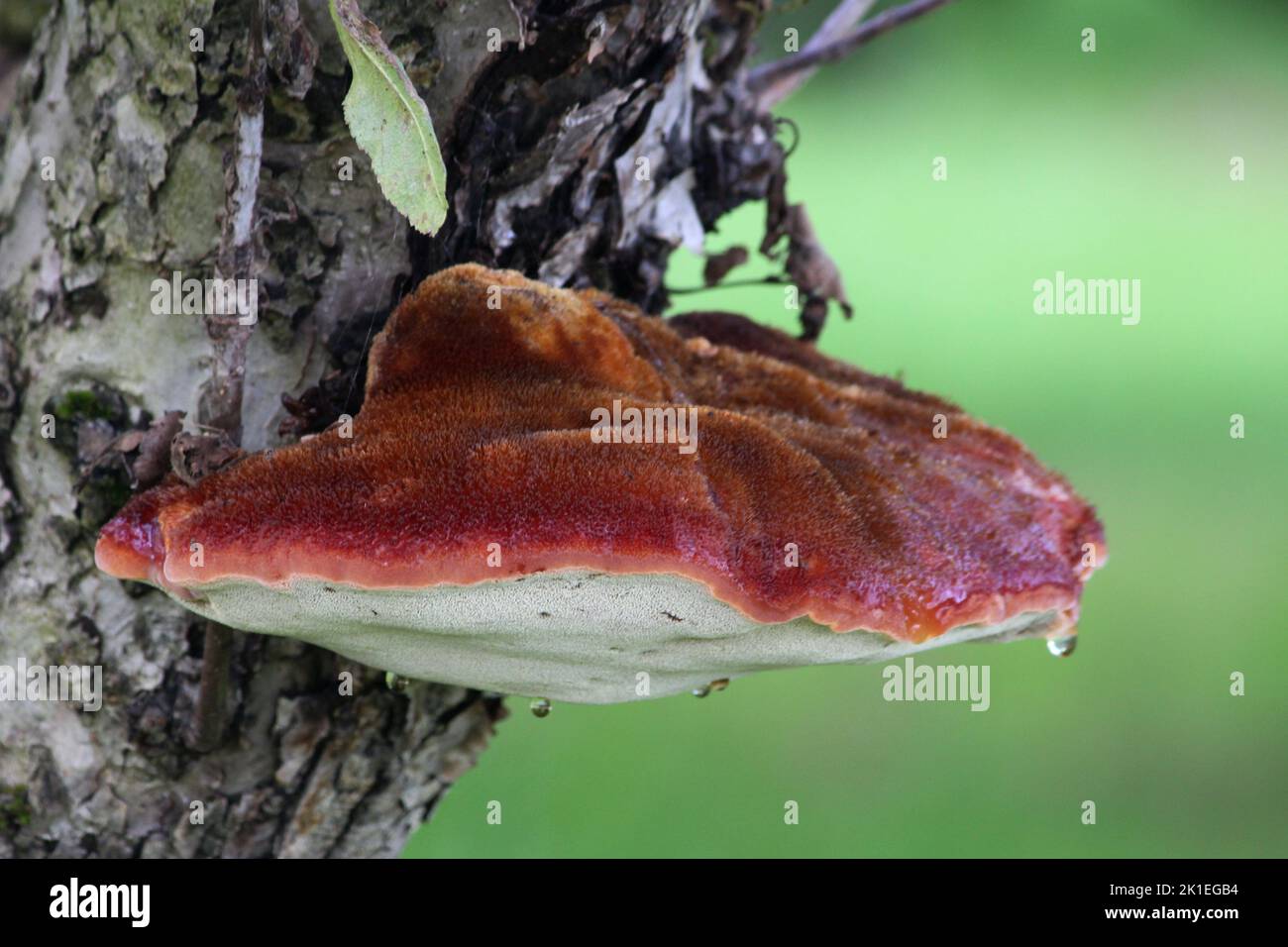 Beefsteak (Fistulina hepatica) fungus on tree trunk Stock Photo