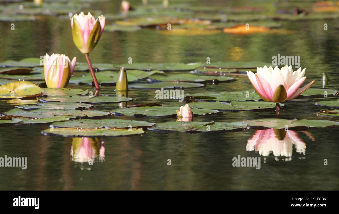 Waterlilies reflecting in lake Stock Photo