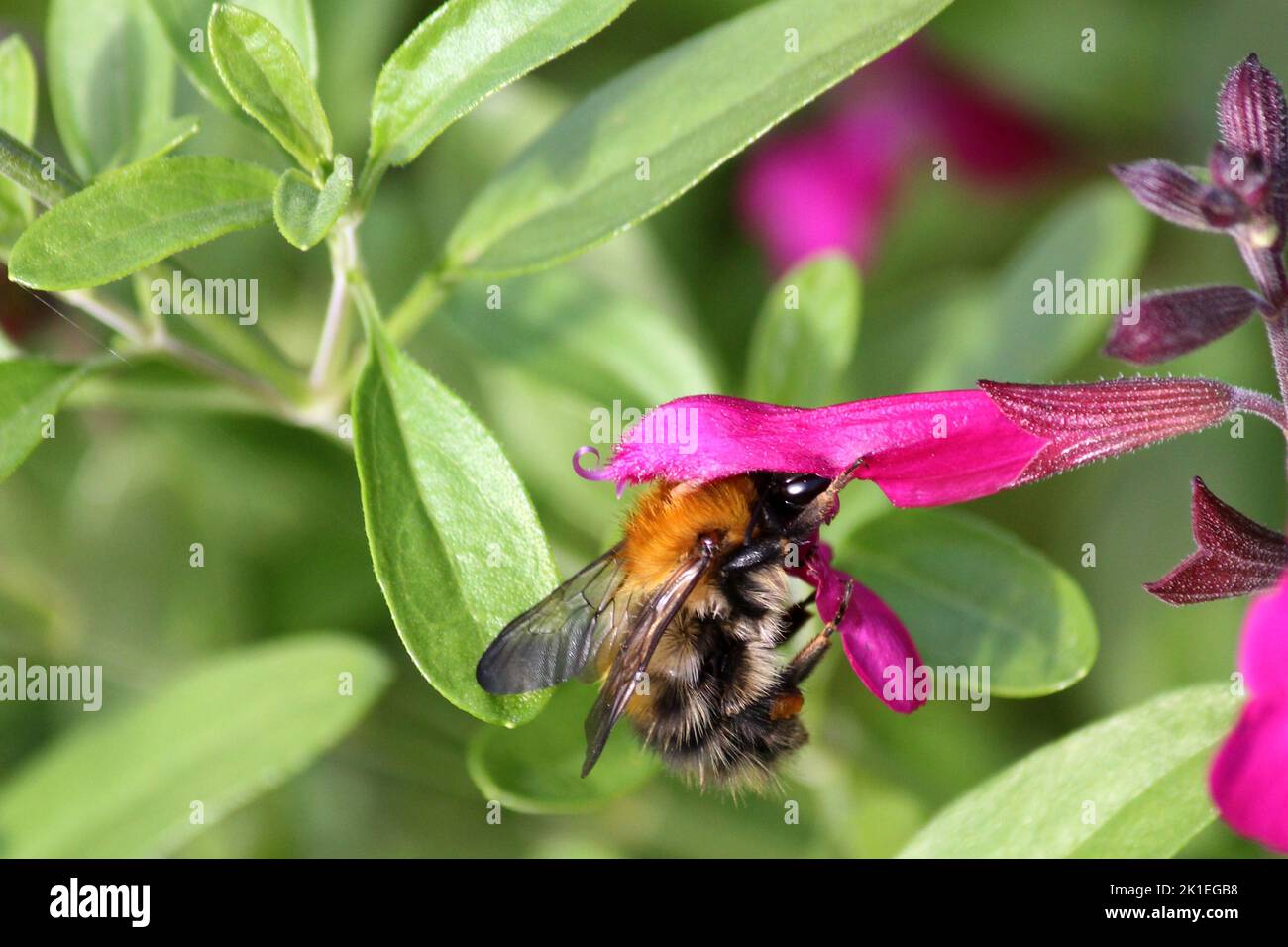 Common Carder Bee (Bombus pascuorum) Stock Photo