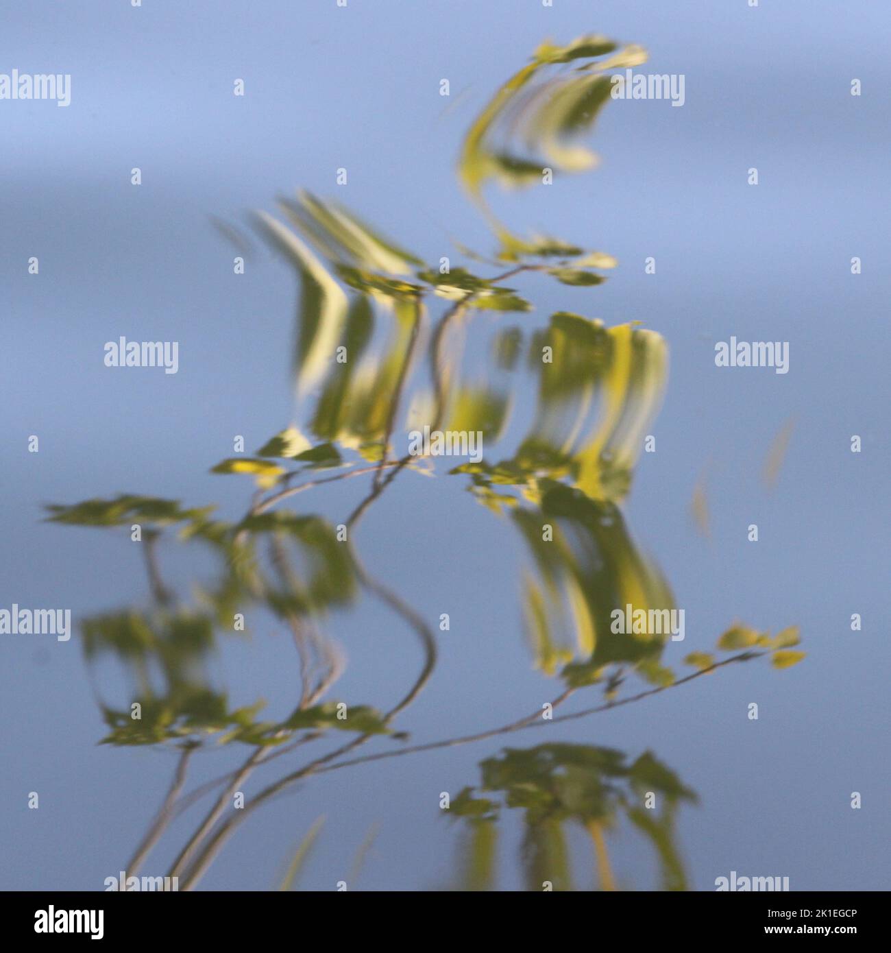 Abstract branch in water reflection Stock Photo