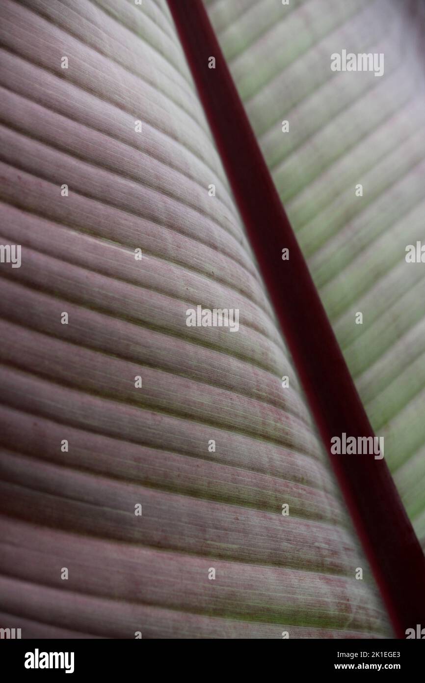 Ensete ventricosum Abstract leaf Stock Photo