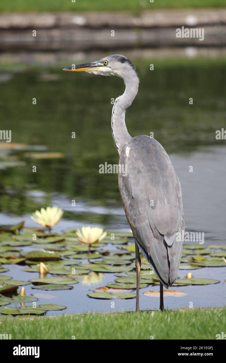 Grey Heron waiting at lakeside Stock Photo
