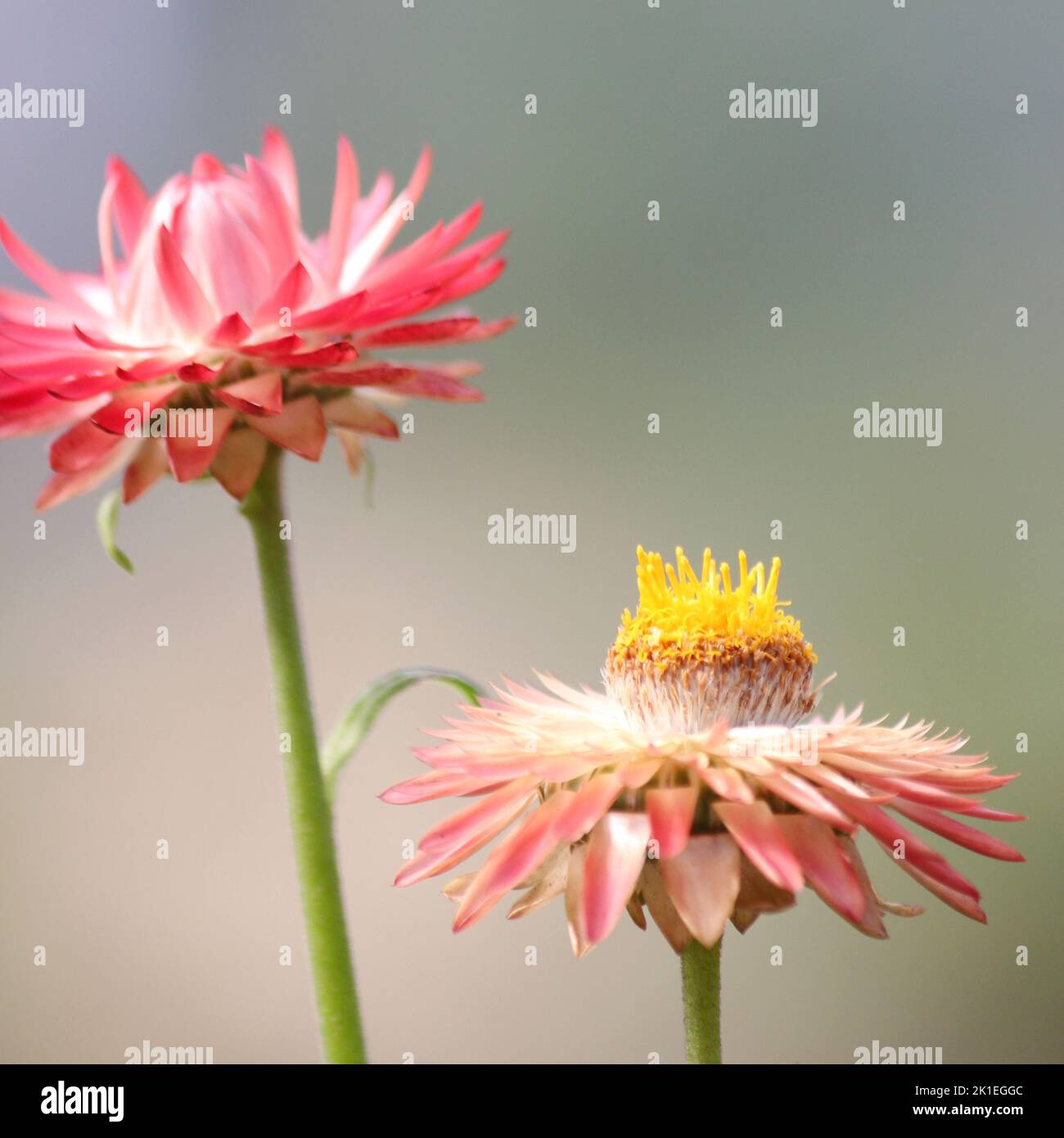 Helichrysum (Straw Flower) Stock Photo