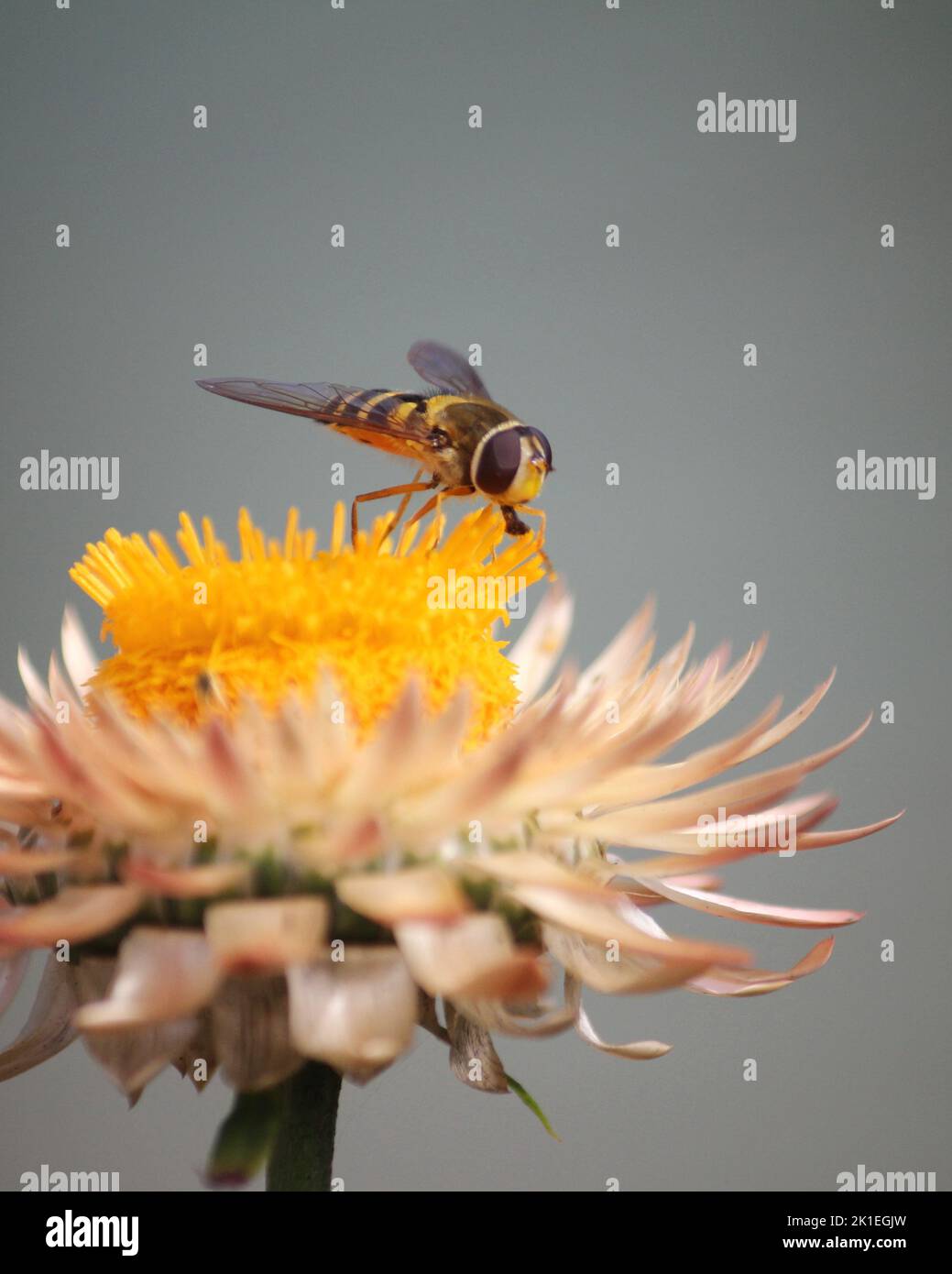 Hoverfly on Helichrysum (Straw Flower) Stock Photo