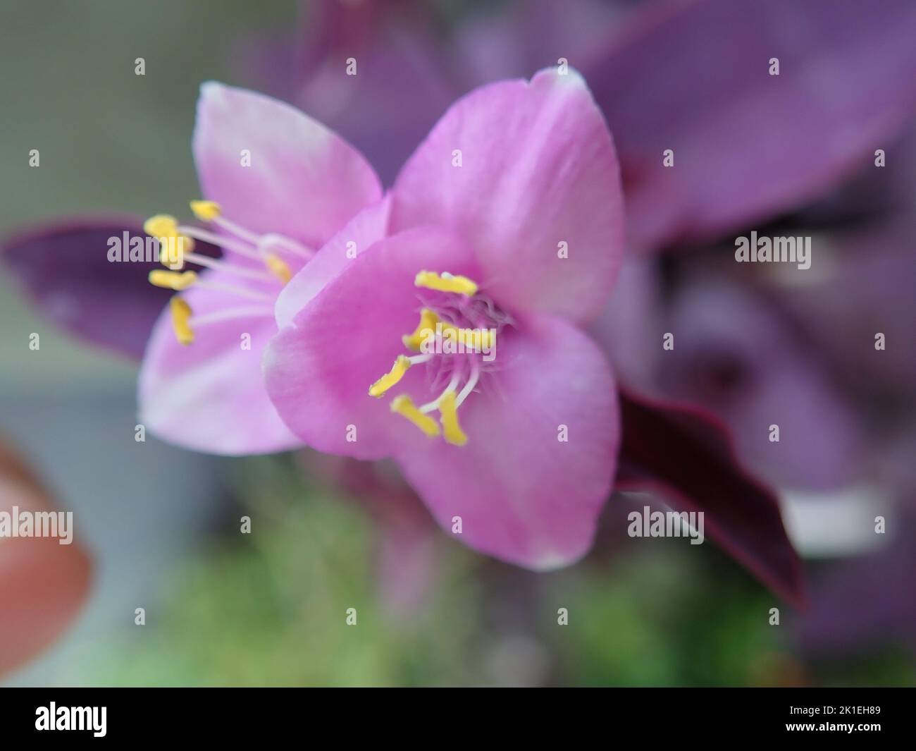 A closeup of a soft purple Melastomataceae Stock Photo