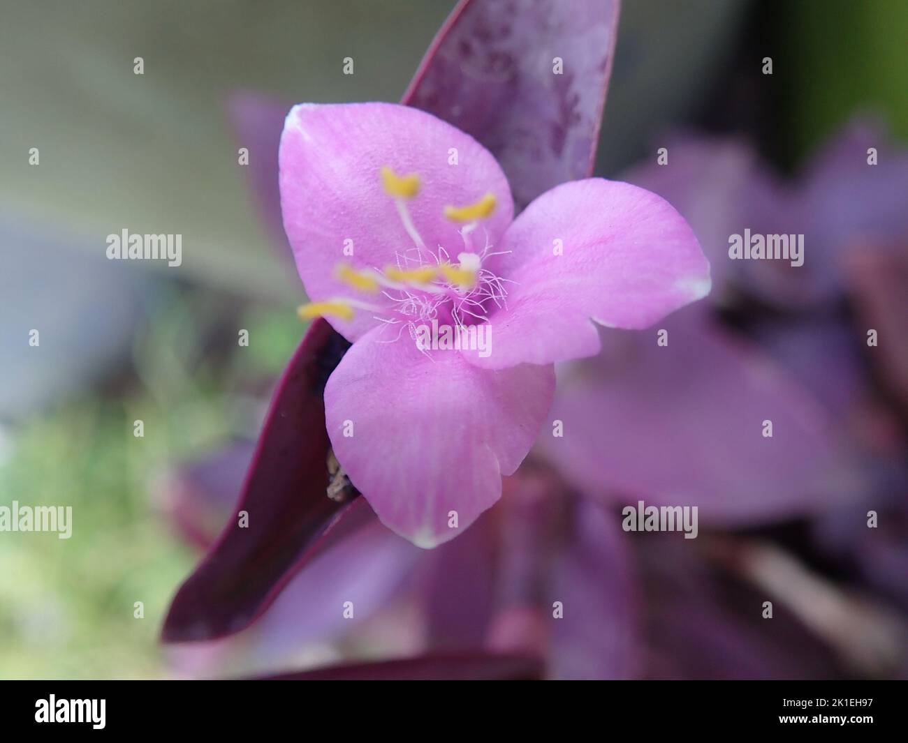 A closeup of a soft purple Melastomataceae Stock Photo