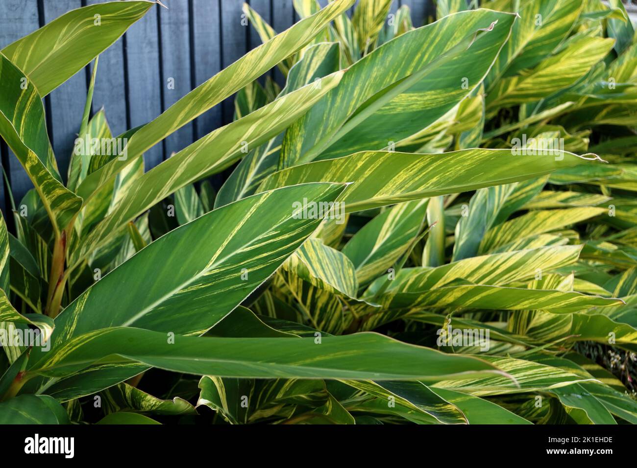 Street photography brisbane Stock Photo Alamy