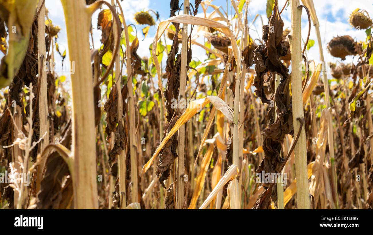 Dried sunflower crop due to global warming and lack of water. Sunflower stalks and heads have dried up due to abnormal prolonged heat. Food crisis and Stock Photo