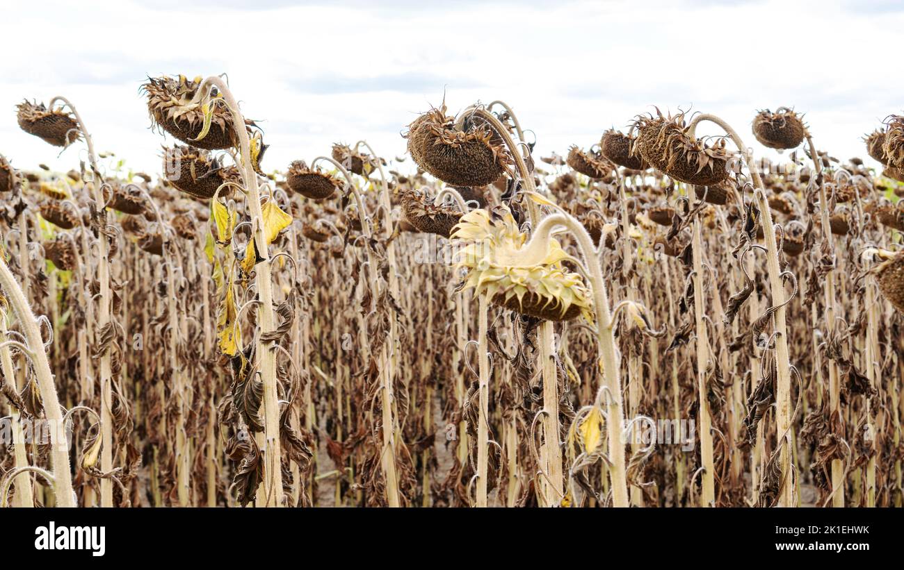 Diseases of agricultural crops. Use of fungicides and herbicides to