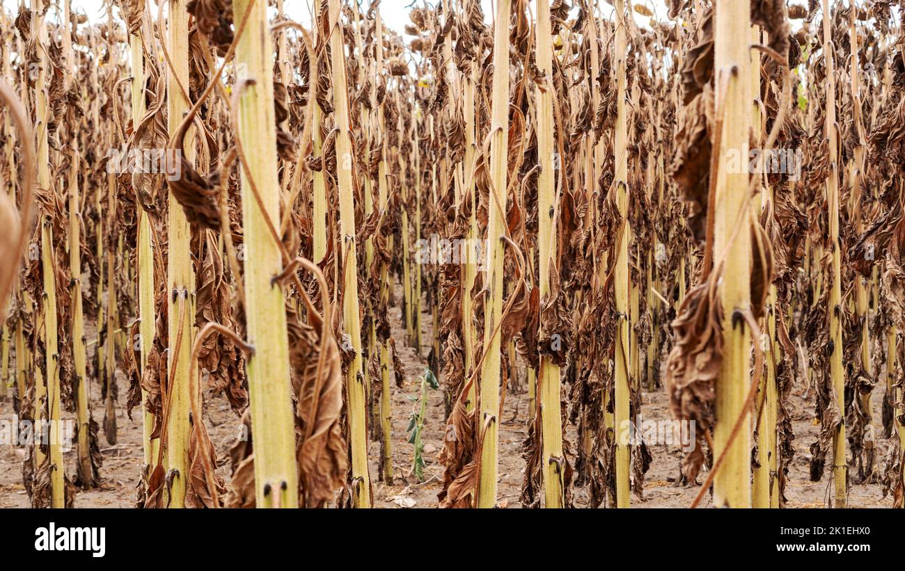 Dried sunflower stalks as a result of prolonged abnormal heat and lack of precipitation. Drought and climate change as a cause of global warming. Food Stock Photo