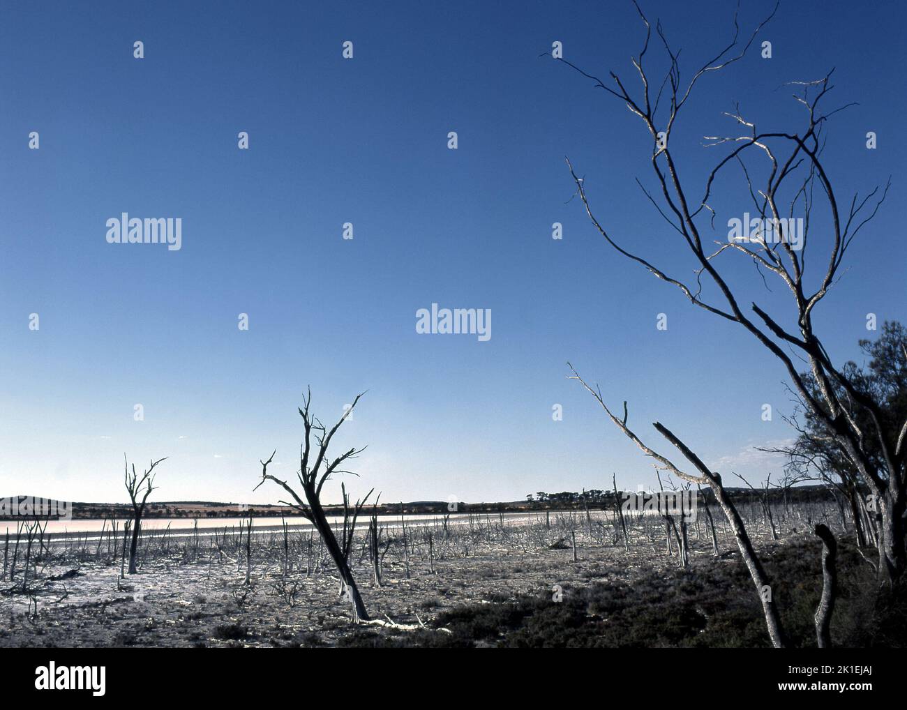 Dead and dry vegetation on the edge of salt lake, Victoria Plains,  West Australia Stock Photo