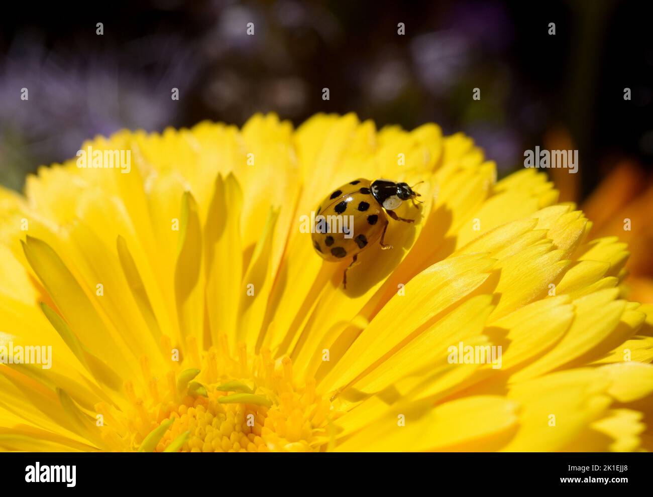 Asian ladybird, Harmonia axyrides, is a ladybird from the Asian region that comes in many colors and has a different number of spots, which is a serio Stock Photo