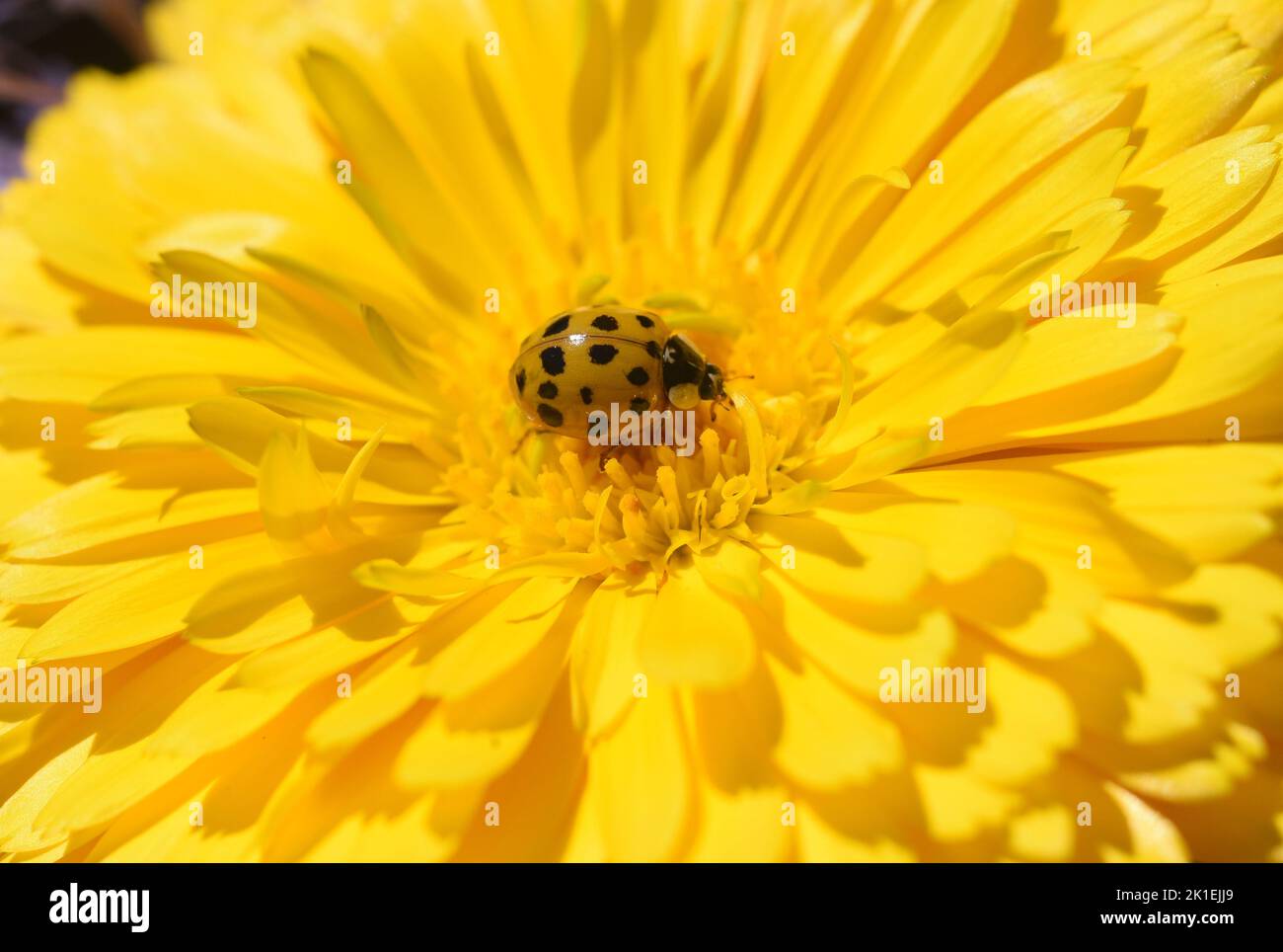 Asian ladybird, Harmonia axyrides, is a ladybird from the Asian region that comes in many colors and has a different number of spots, which is a serio Stock Photo