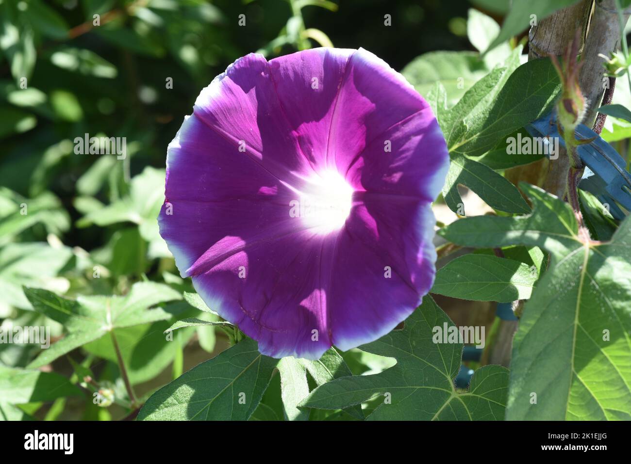 Tricolor morning glory, Ipomoea purpurea, tricolor, is a lovely climber to hold. Stock Photo