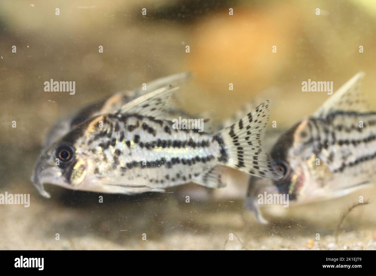 The bands-catfish (Corydoras schwartzi) a popular ornamental fish Stock Photo
