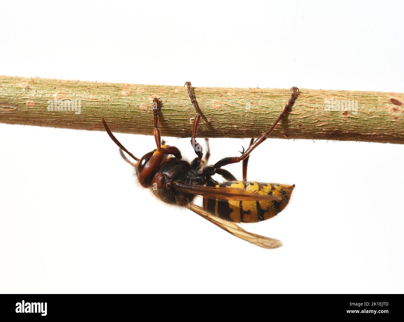 Hornet, Vespa crabro, is the largest native wasp species and is strictly protected. Stock Photo
