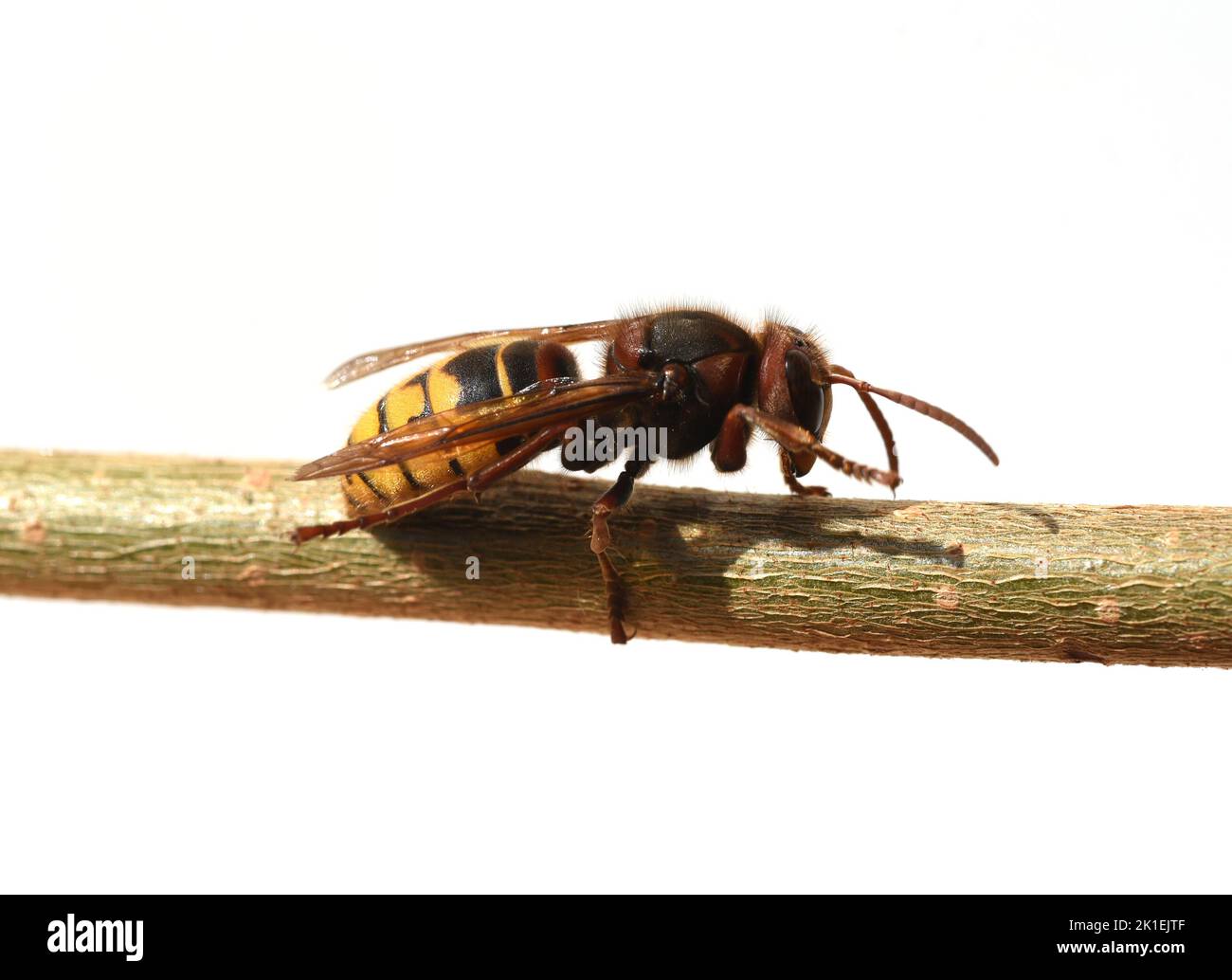 Hornet, Vespa crabro, is the largest native wasp species and is strictly protected. Stock Photo