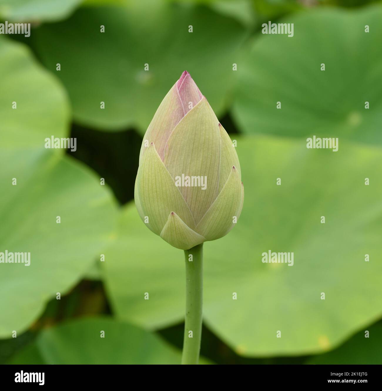 Molehills on lawns can leave unsightly marks. Molehills on lawns can