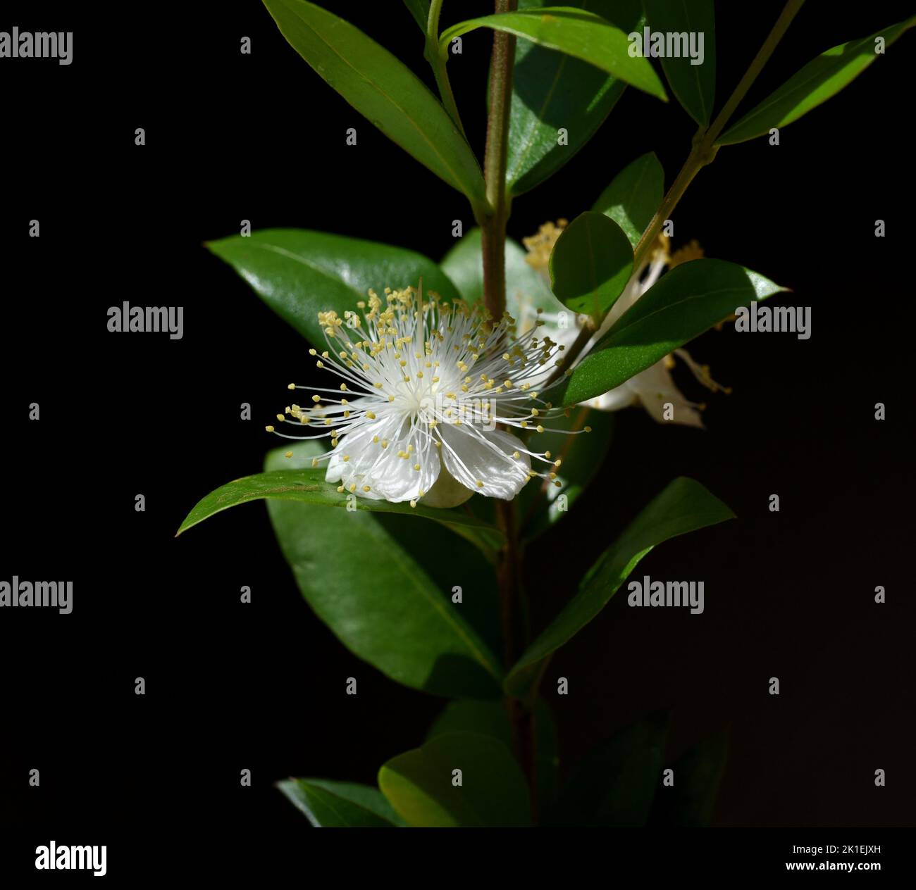 Myrtle, Myrtus communis, also called balm is a shrub with beautiful white flowers. It is an important medicinal plant and an attractive garden plant. Stock Photo