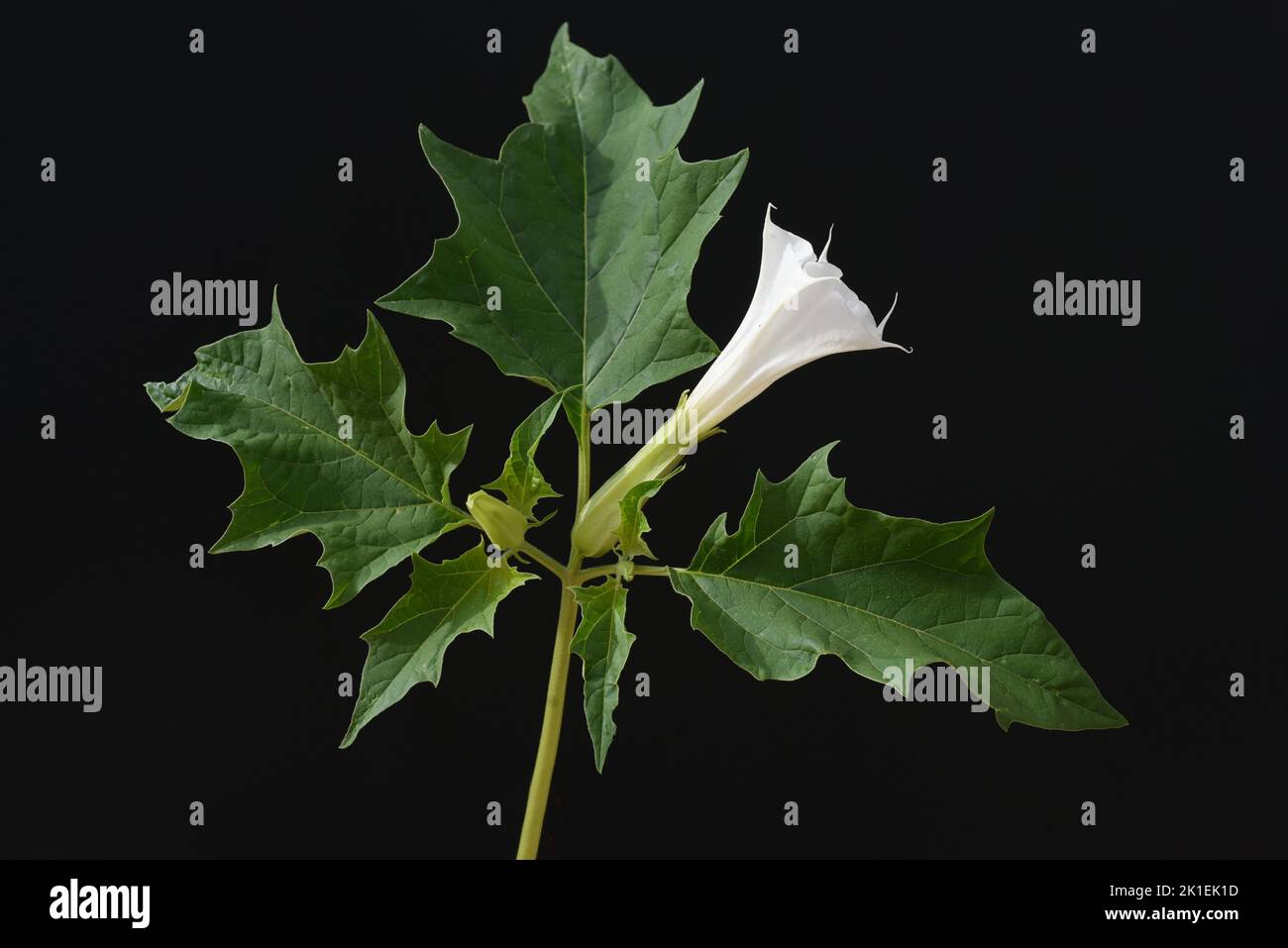 Thorn apple, Datura Stramonium is a medicinal plant that is also used in medicine. Stock Photo