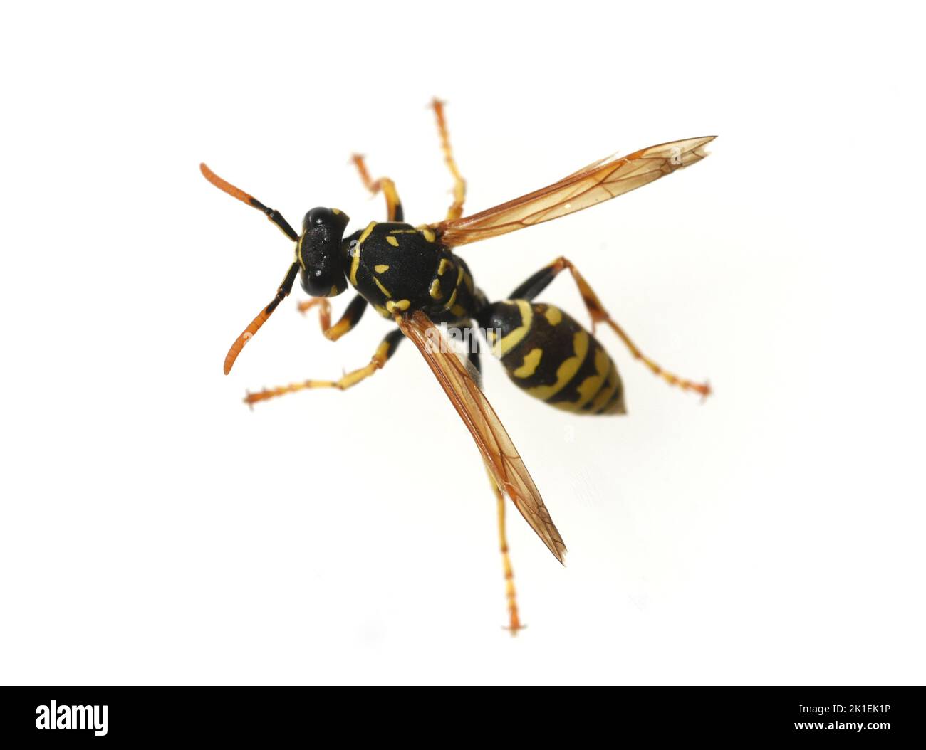 Wasp, Vespula germanica, is a useful and protected insect. Stock Photo