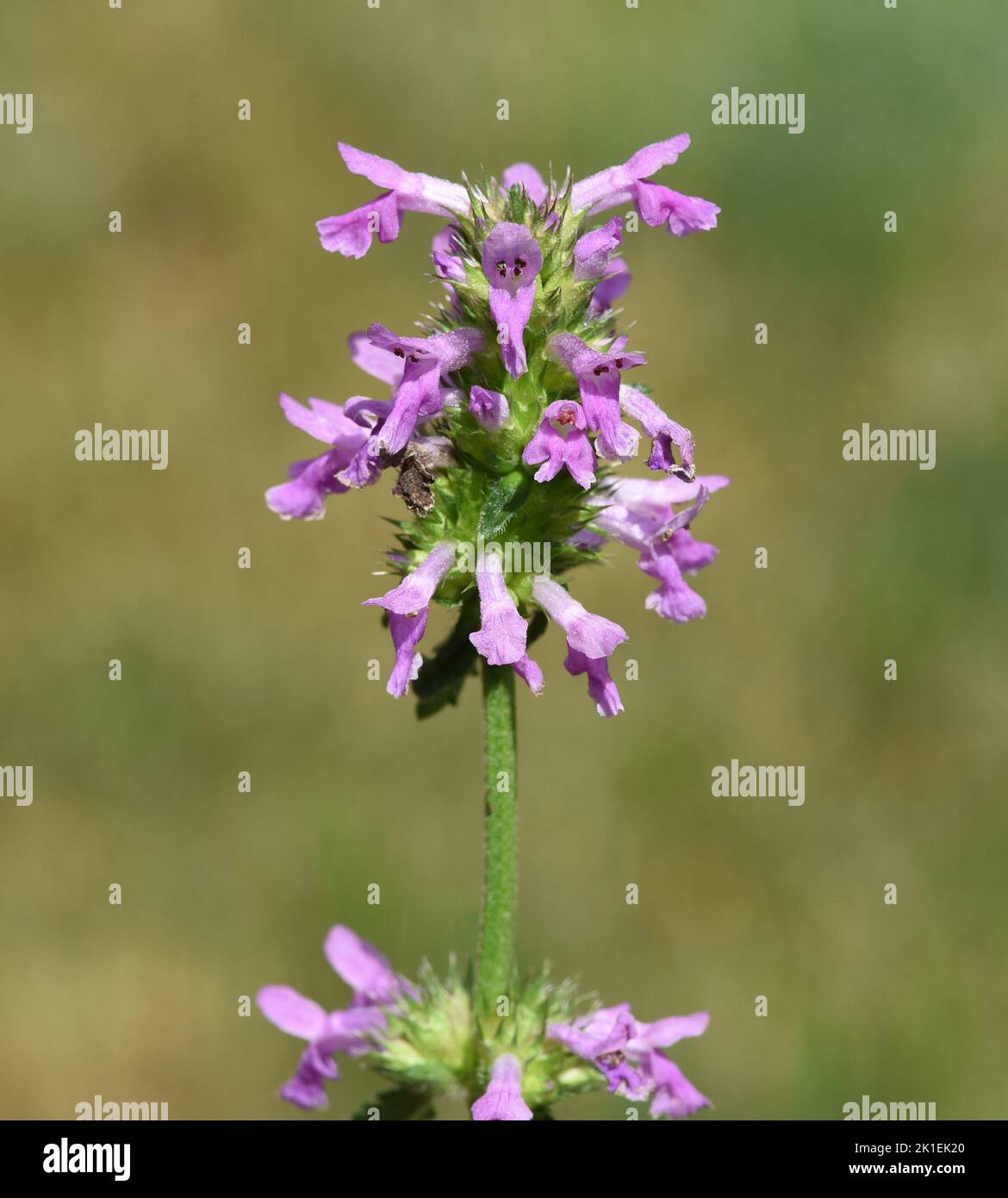 Ziest, Stachys officinalis is an important medicinal plant with purple flowers. Stock Photo