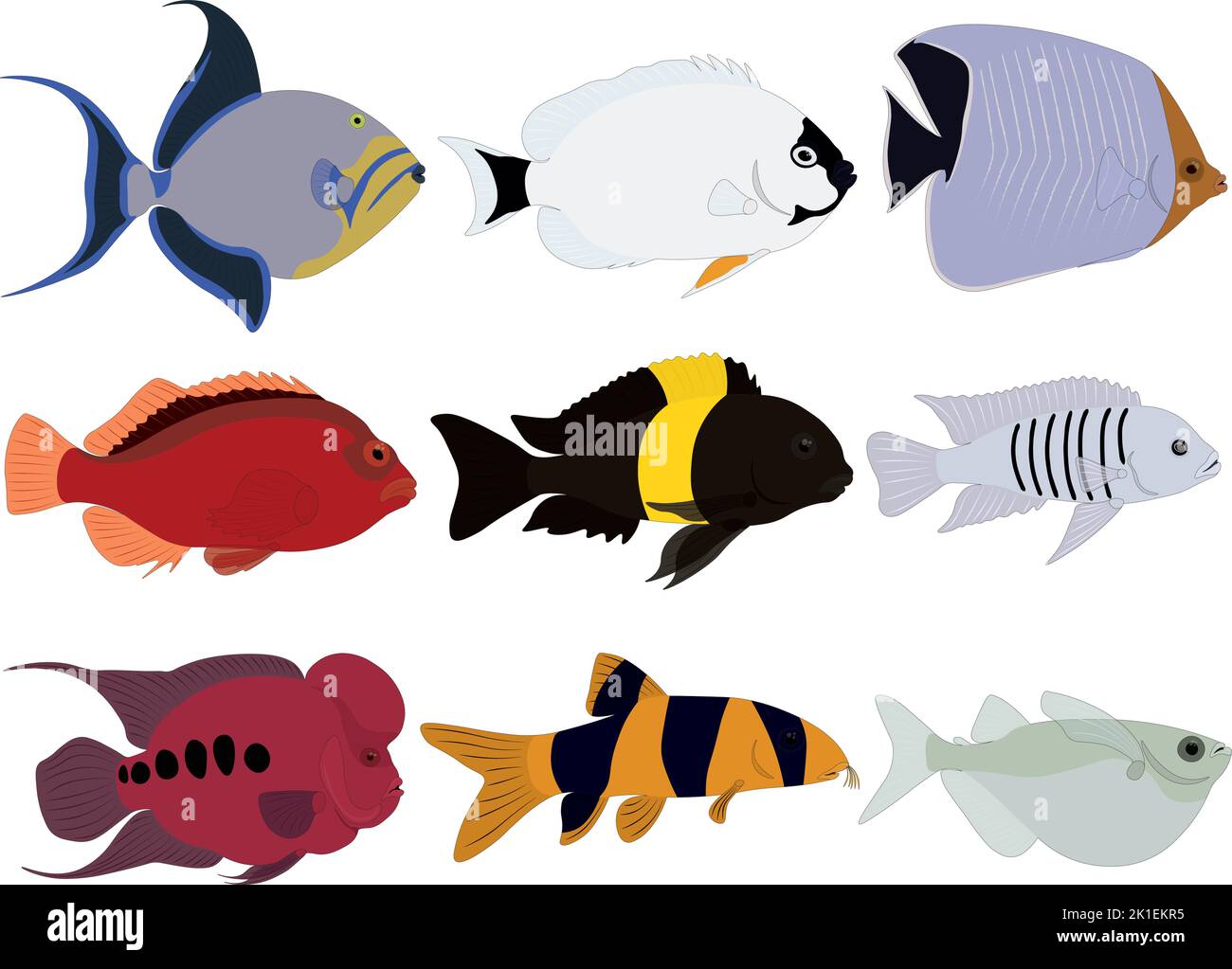 Tropical exotic marine aquarium fish collection vector illustration Stock Vector