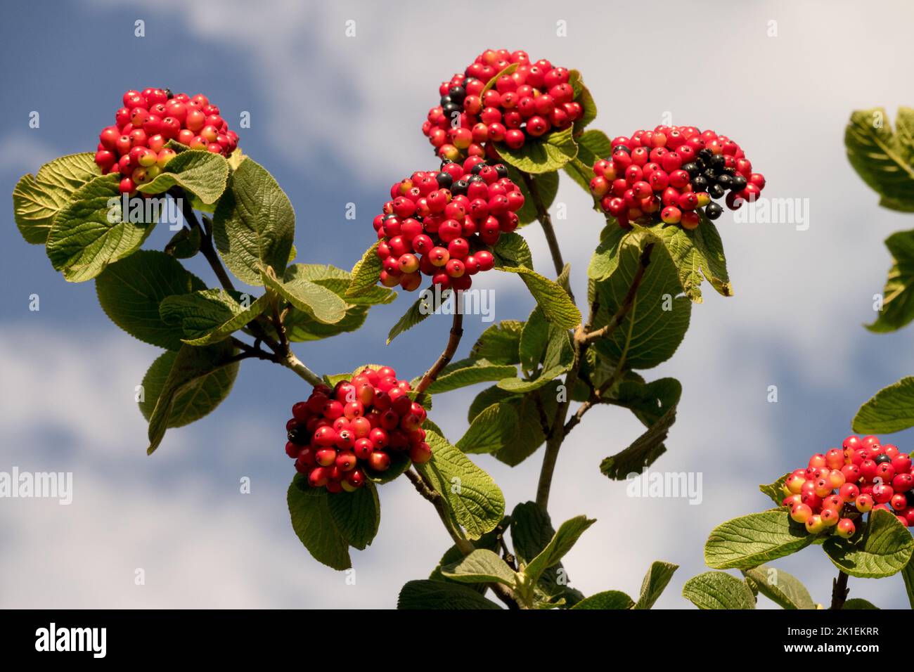 Viburnum lantana berries red, Wayfaring Tree, Viburnum Berries ripening seeds shrub Stock Photo