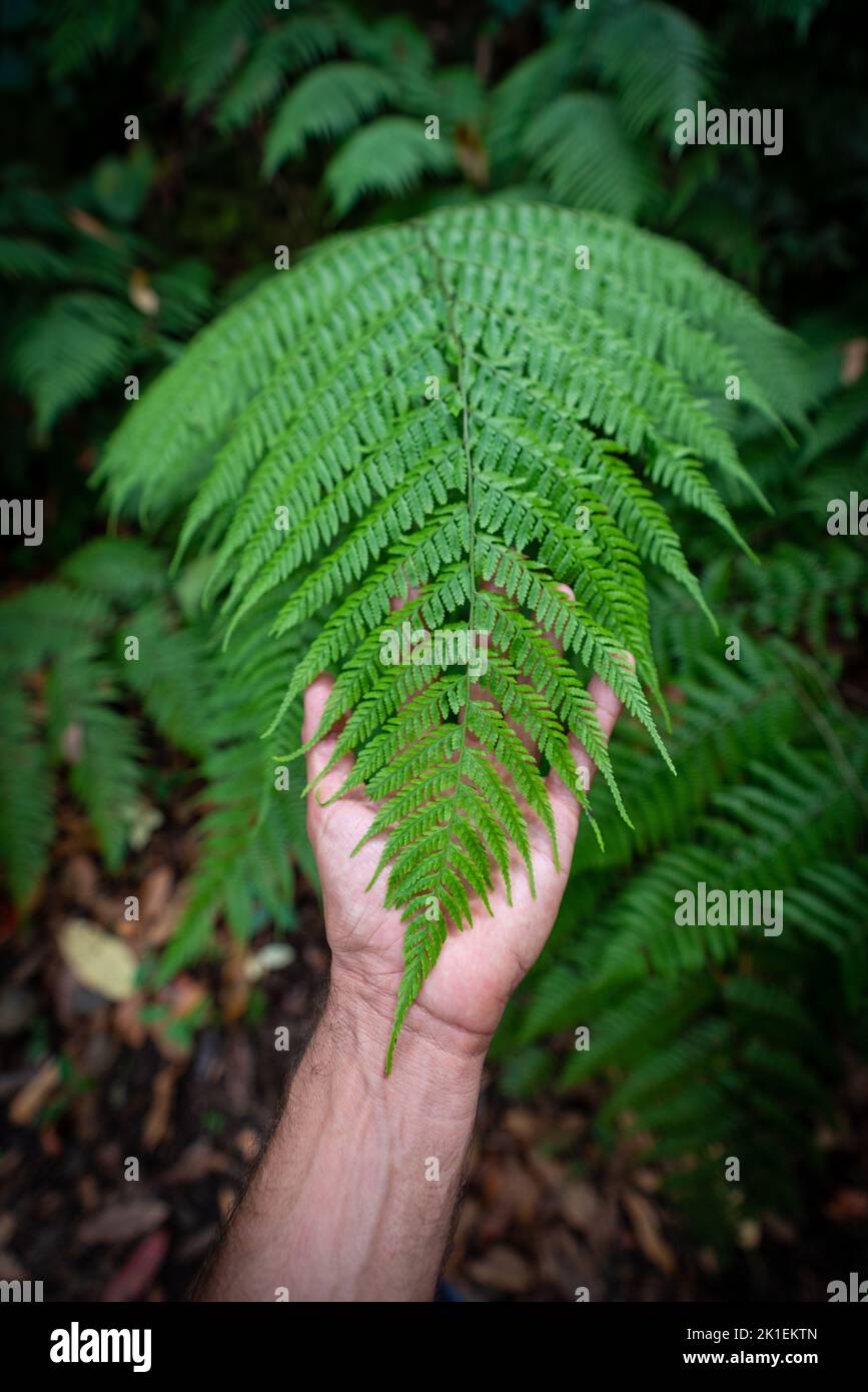 Caucasian left hand holding fern to the veins Stock Photo