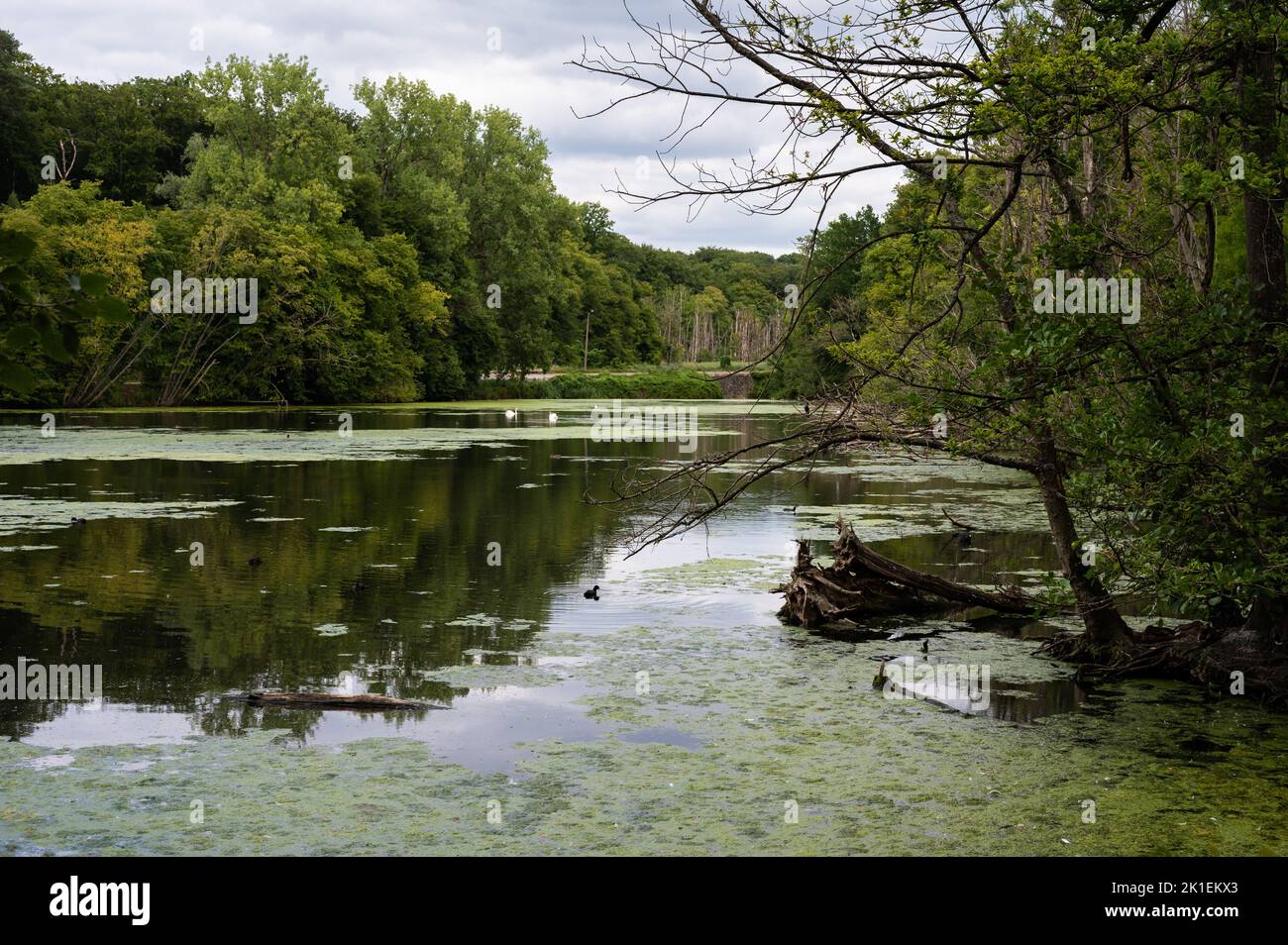 Green water ponds with reflecting trees at the Doode Beemde nature