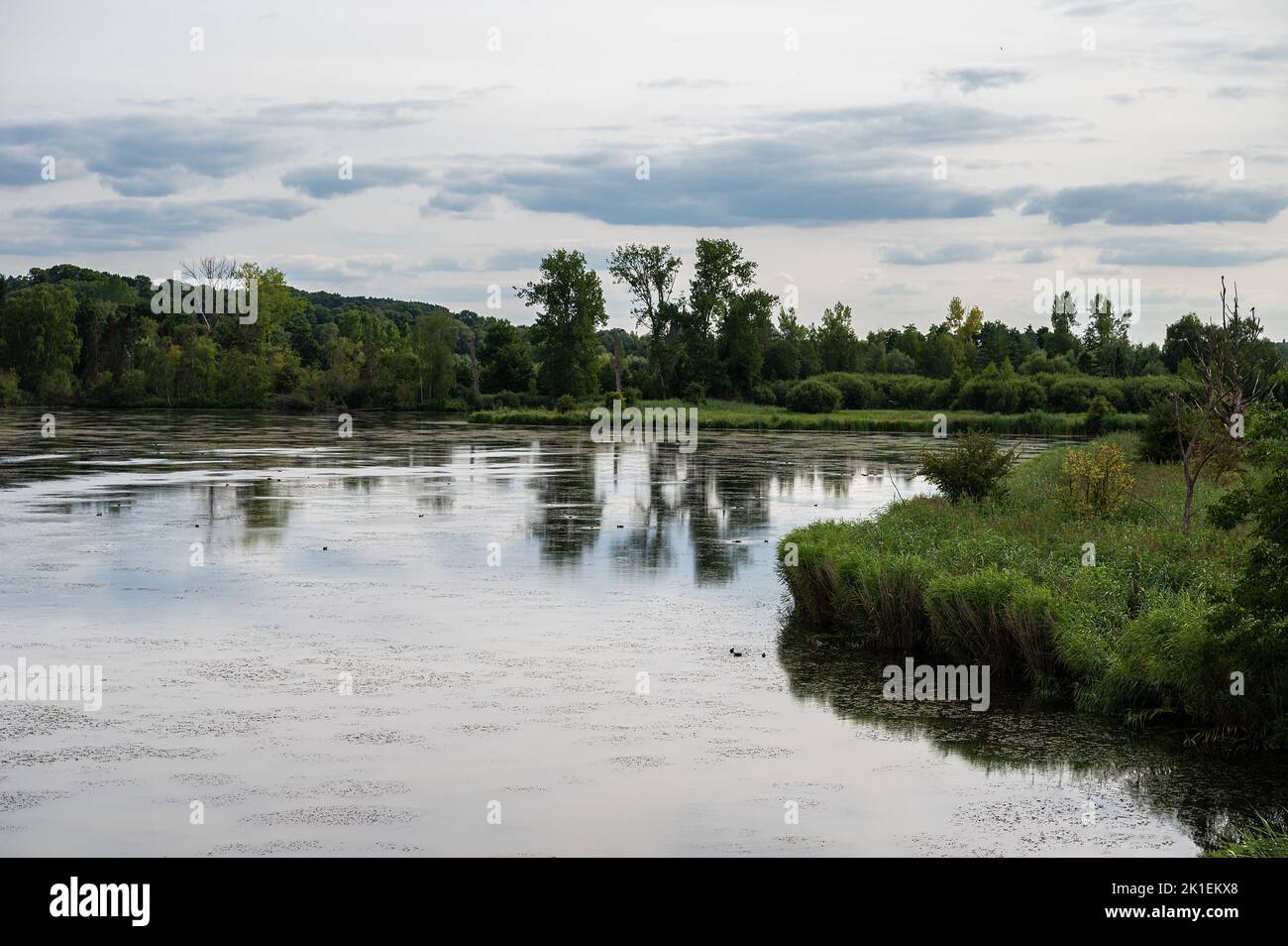 Green water ponds with reflecting trees at the Doode Beemde nature