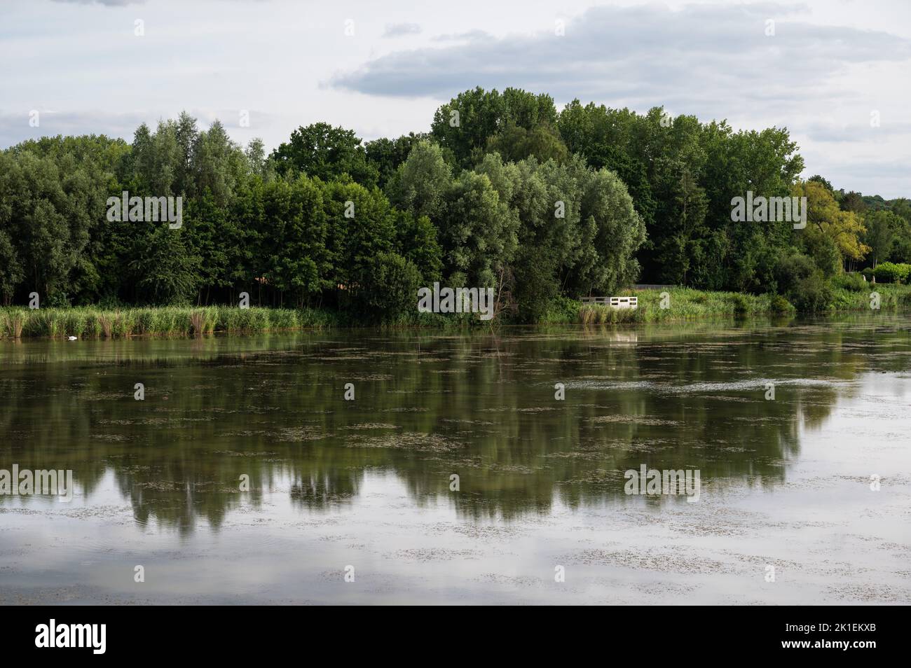 Green water ponds with reflecting trees at the Doode Beemde nature