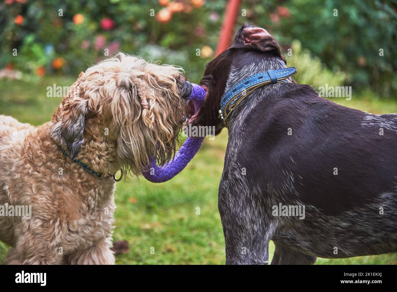 Two dogs, a German shorthaired pointer and an Irish wheaten soft-haired terrier, play with a ring on the lawn in the garden. Stock Photo
