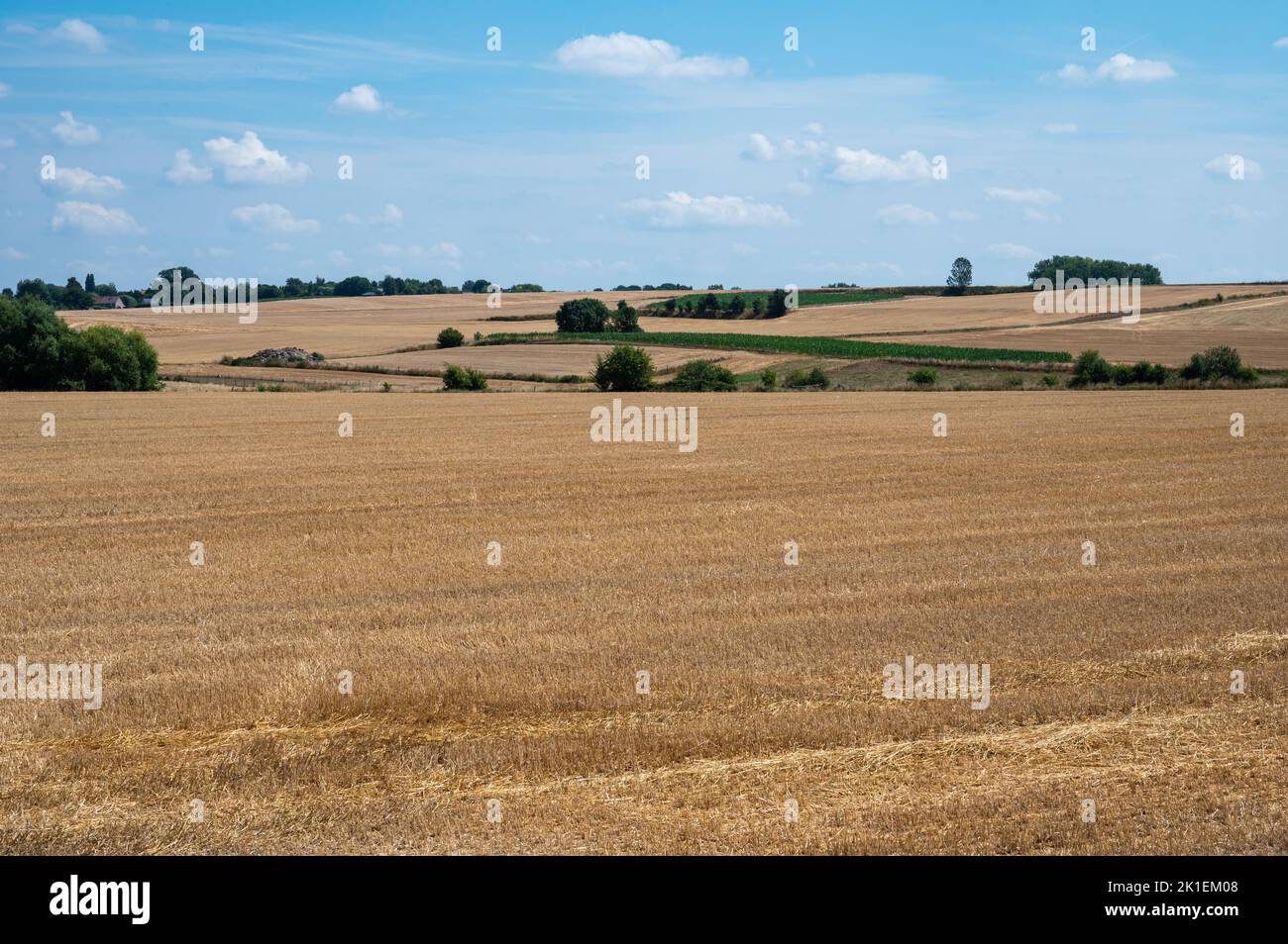 Golden agriculture fields of harvested wheat, Jodoigne,  Belgium Stock Photo