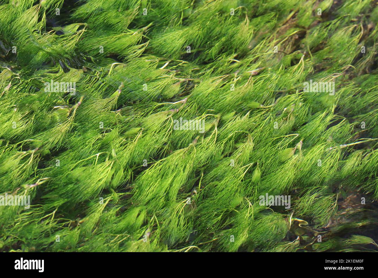 Seaweed in a shallow Stream Stock Photo