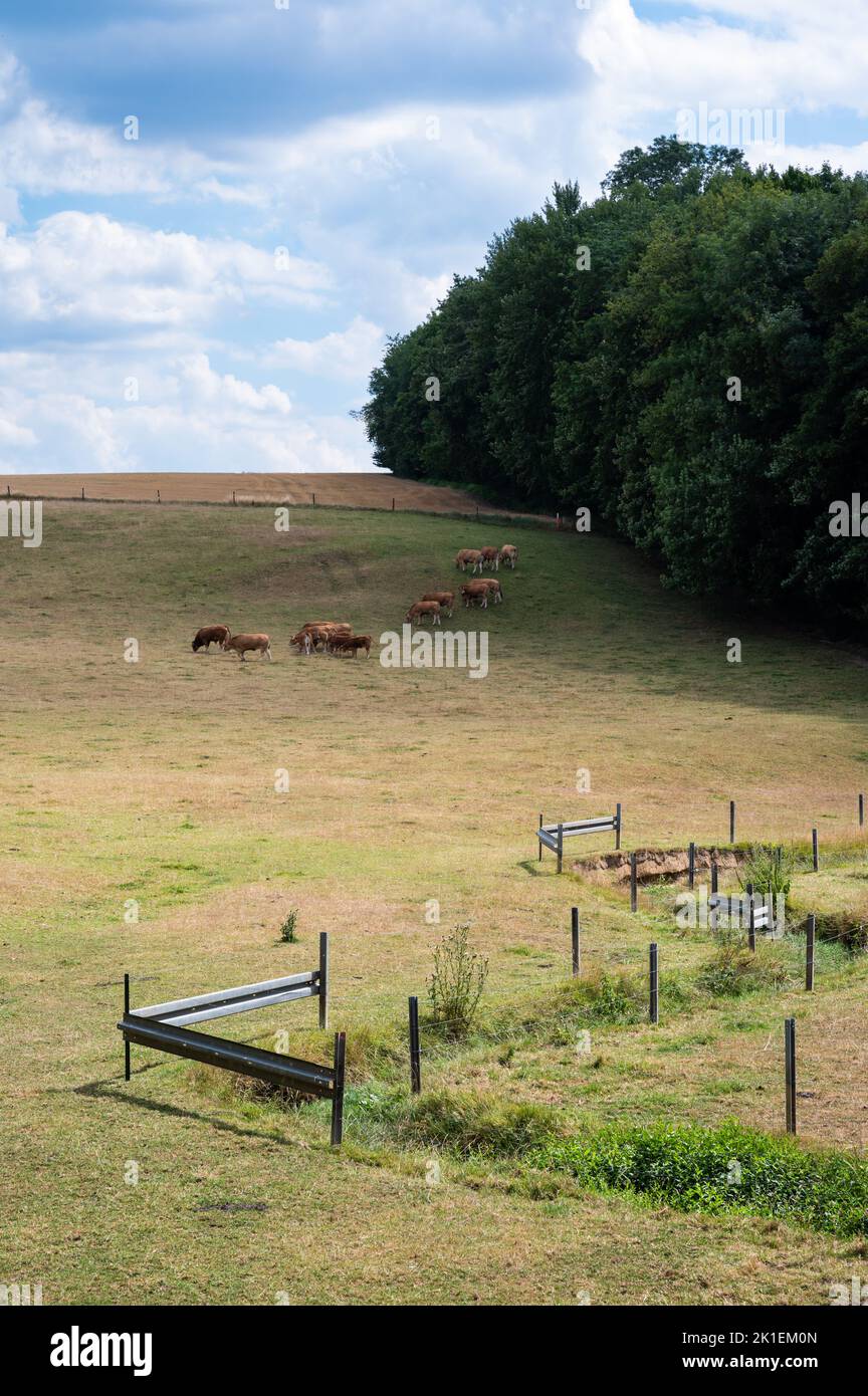 Grazing cattle and green meadows over the hills at the Wallon countryside, Namur, Belgium Stock Photo