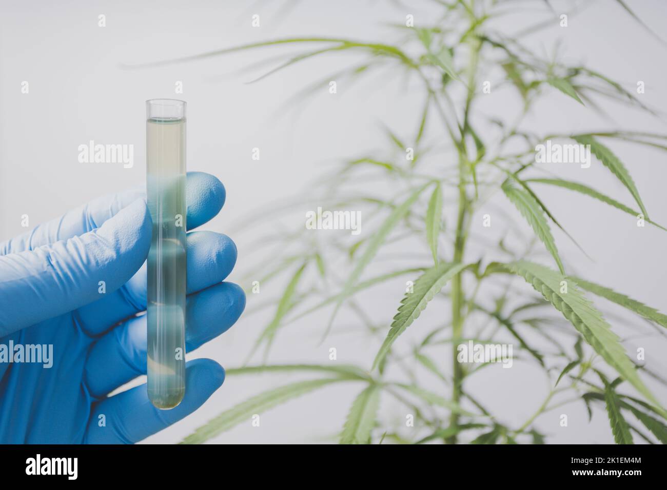 and cannabis researchers are experimenting Stock Photo