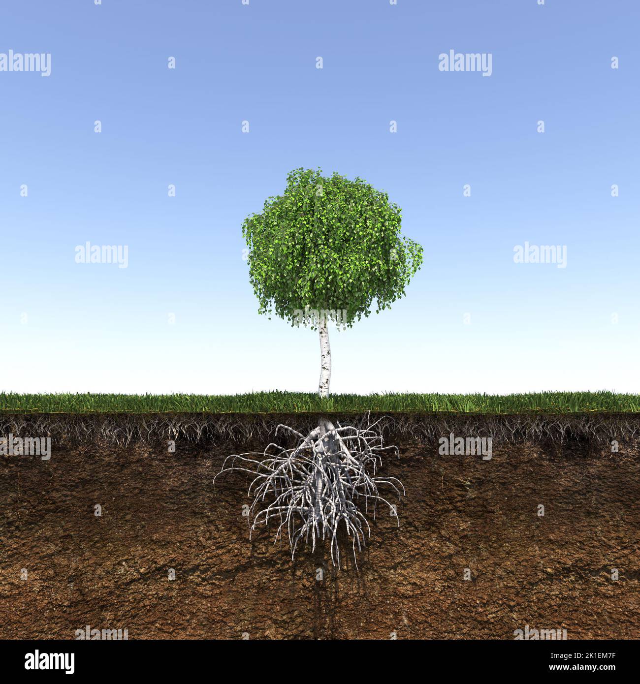 tree root system, cg illustration, sketch, outline Stock Photo - Alamy