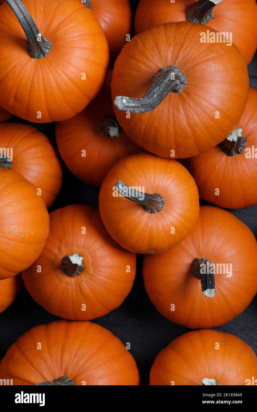 Dark pumpkin background of many pumpkins, Halloween or Thanksgiving day concept Stock Photo
