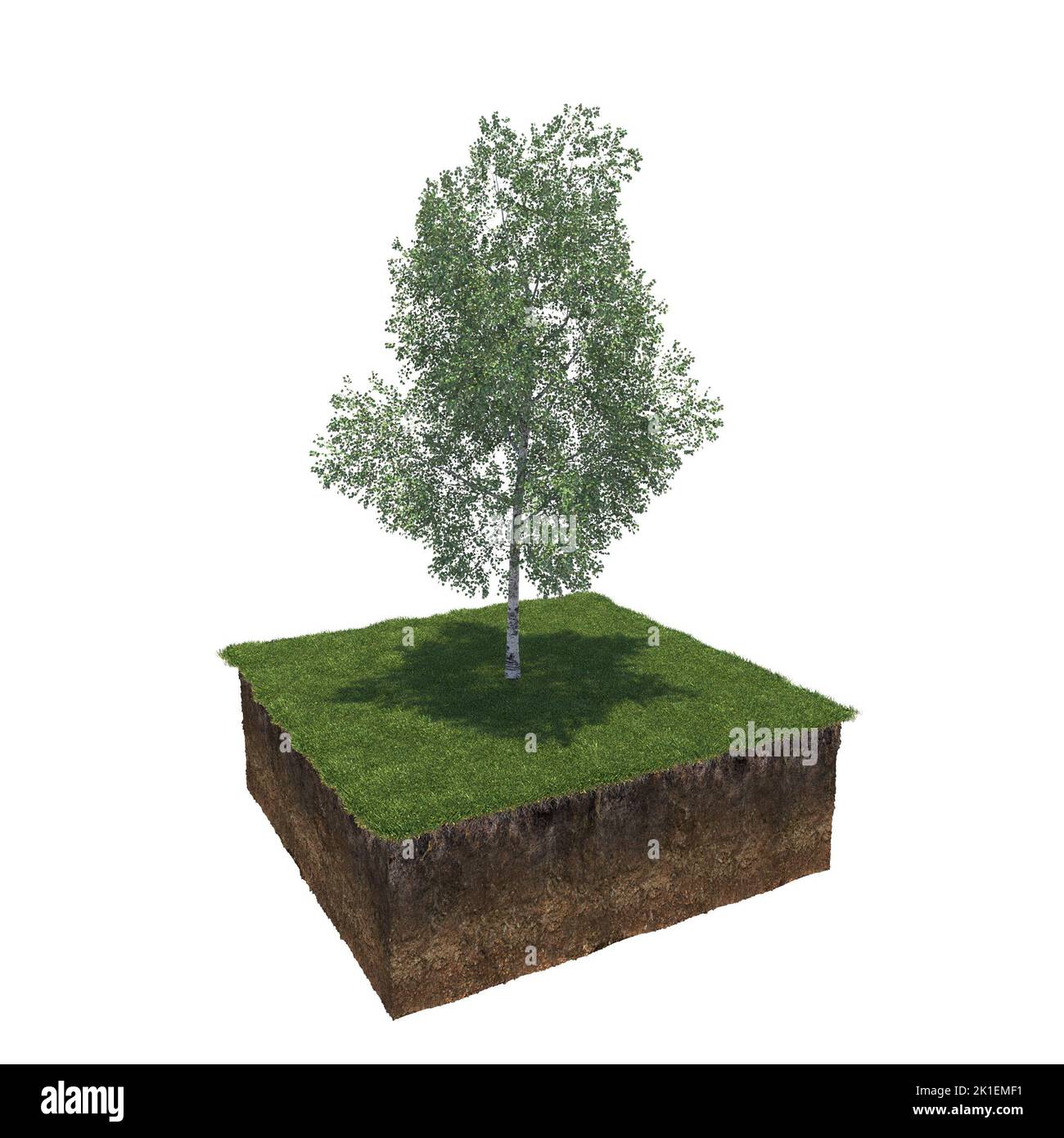 tree on the grass and a slice of soil under it, 3d render Stock Photo ...