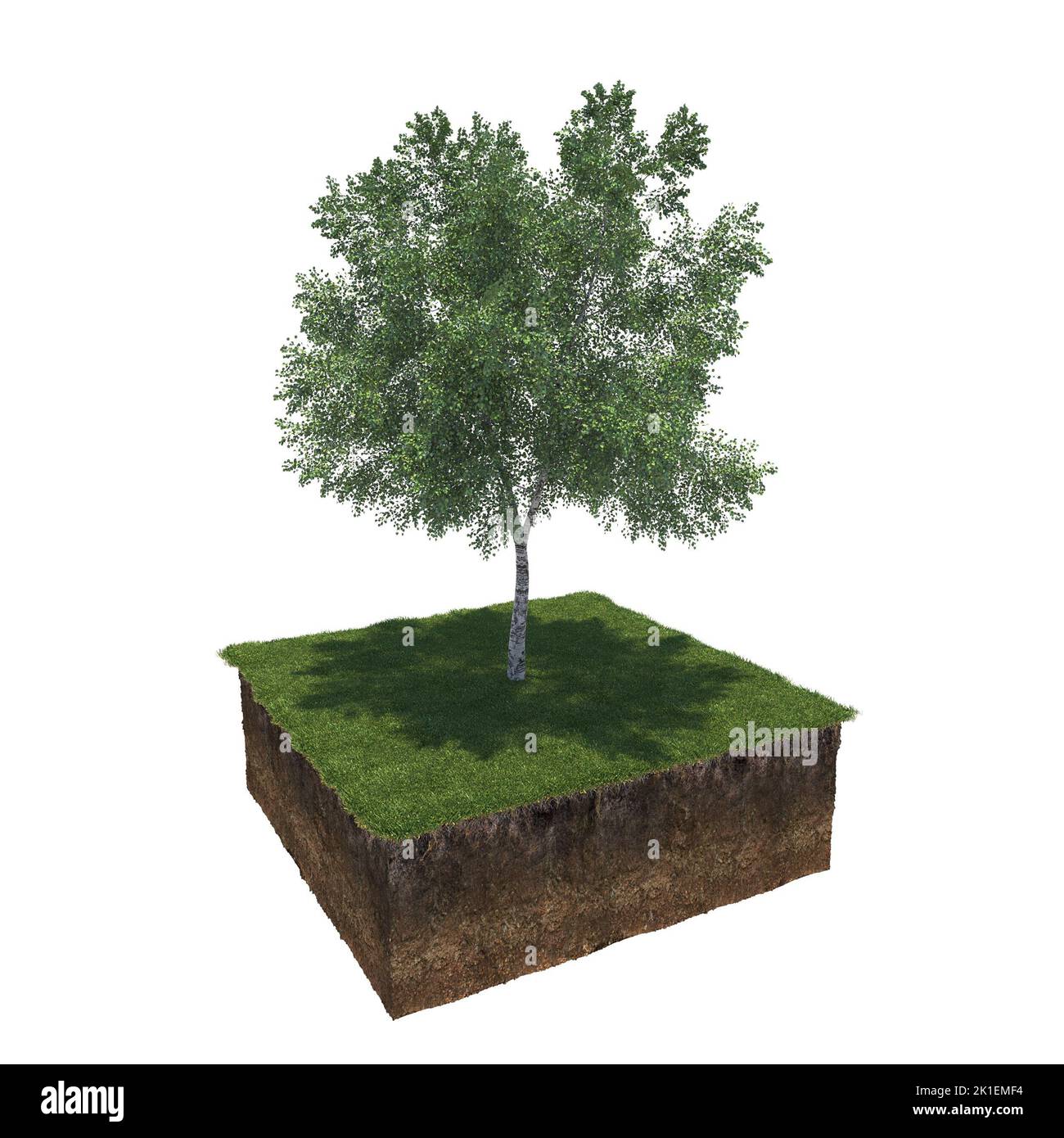 tree on the grass and a slice of soil under it, 3d render Stock Photo ...