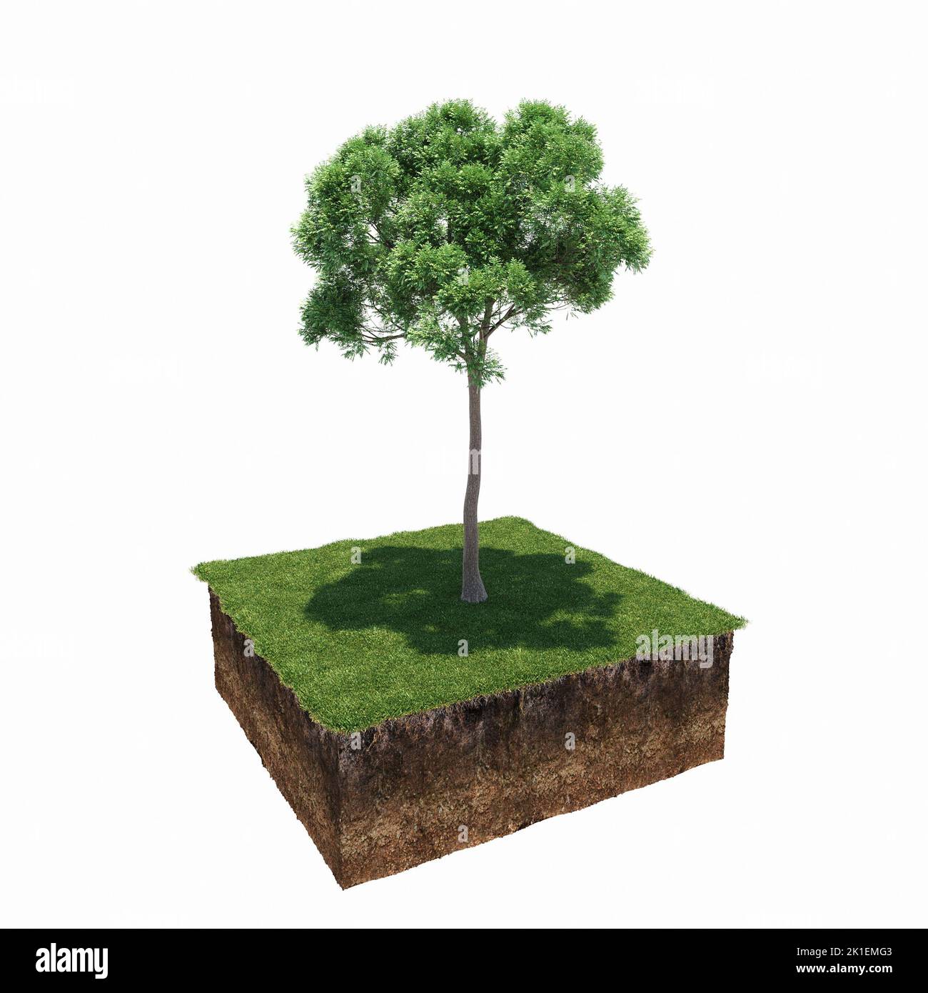 tree on the grass and a slice of soil under it, 3d render Stock Photo ...