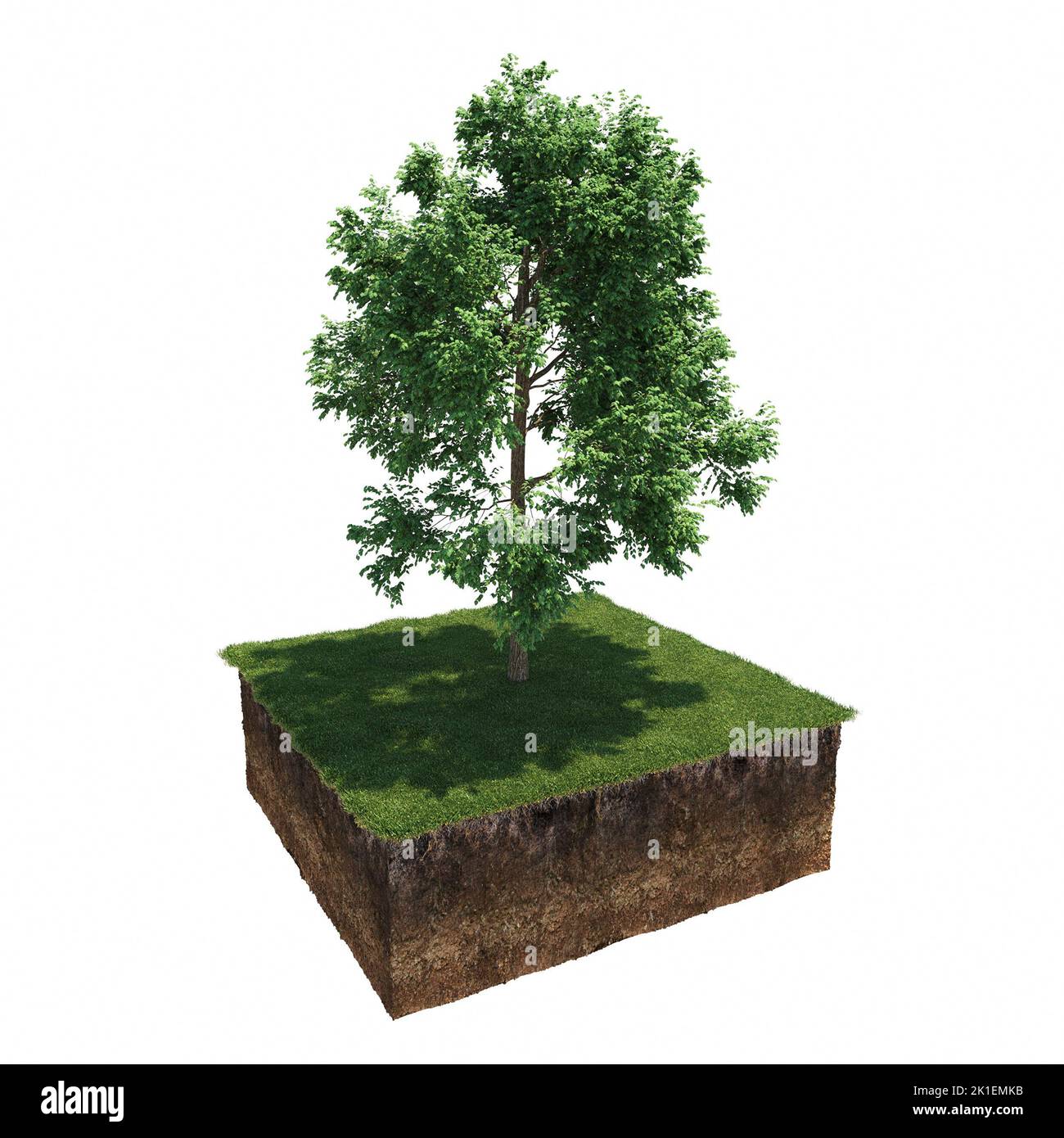 tree on the grass and a slice of soil under it, 3d render Stock Photo ...