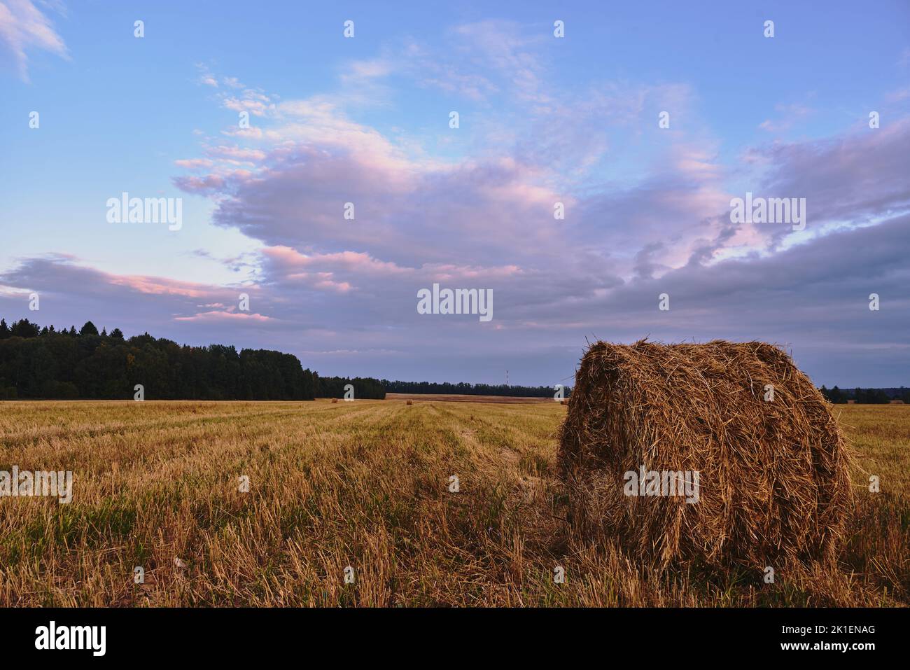 A mown field with haystacks under a cloudy sky at sunset. Stock Photo