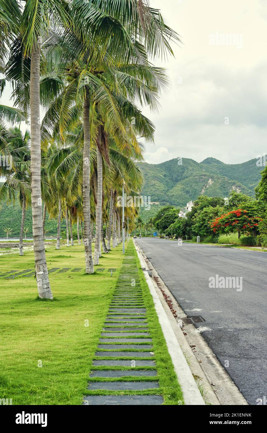 Tropical vertical landscape with road and palms in Vietnam in An Vien village Stock Photo
