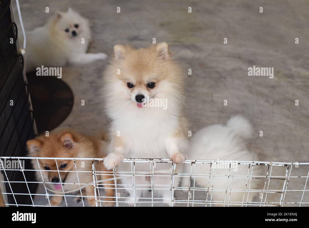 Many Pomeranian dogs inside of pet cafe with dogs in Vietnam Stock Photo