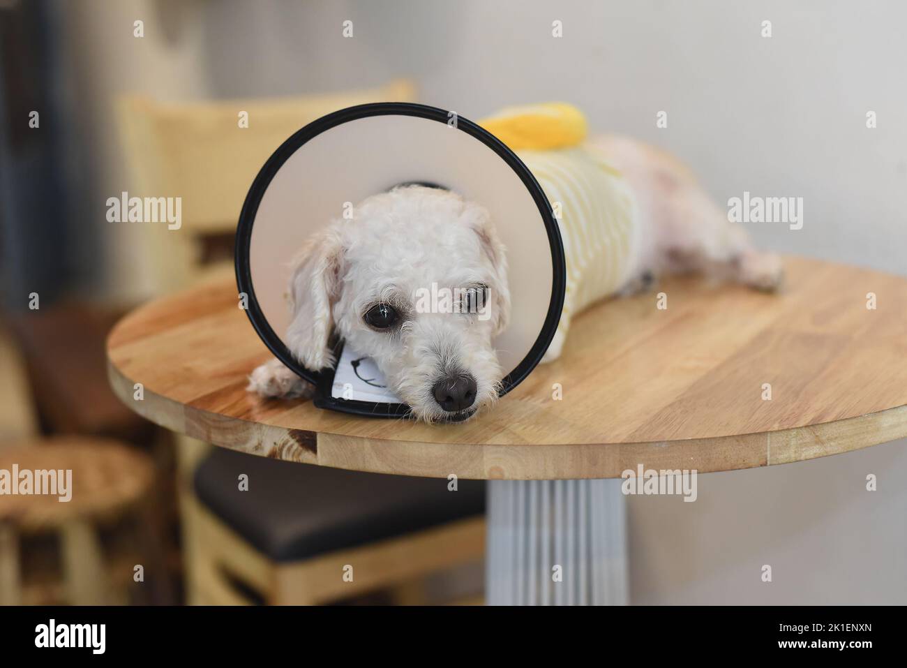 Hand petting sick upset dog wearing Elizabethan plastic cone medical collar around neck for anti bite wound protection Stock Photo